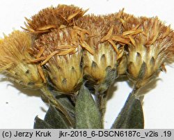 Inula germanica (oman niemiecki)