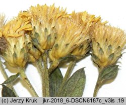 Inula germanica (oman niemiecki)