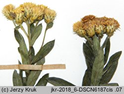 Inula germanica (oman niemiecki)