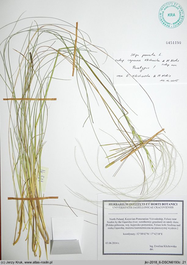 Stipa pennata ssp. ceynowae (ostnica piórkowata Ceynowej)