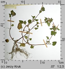 Lamium moluccellifolium (jasnota pośrednia)