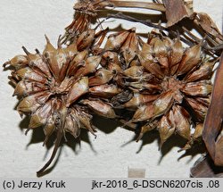 Sparganium neglectum (jeżogłówka zapoznana)