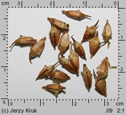 Sparganium neglectum (jeżogłówka zapoznana)