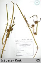 Sparganium erectum (jeżogłówka gałęzista)