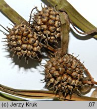 Sparganium erectum (jeżogłówka gałęzista)