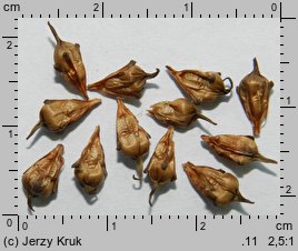 Sparganium erectum (jeżogłówka gałęzista)