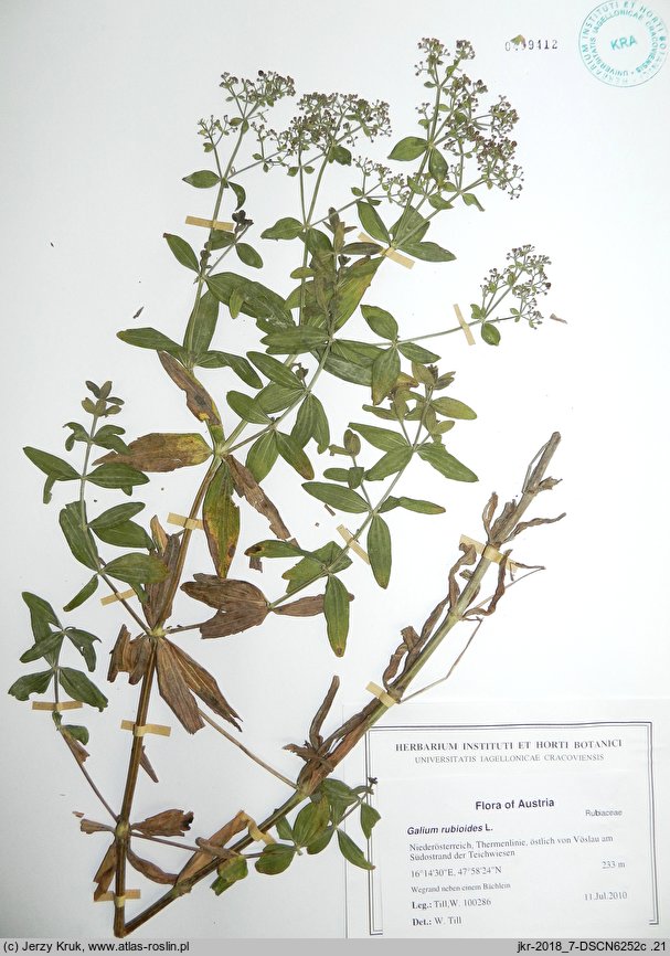 Galium rubioides (przytulia szerokolistna)