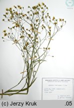 Lapsana intermedia (łoczyga pośrednia)