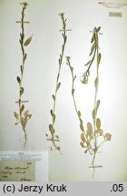 Thlaspi alliaceum (tobołki czosnkowe)