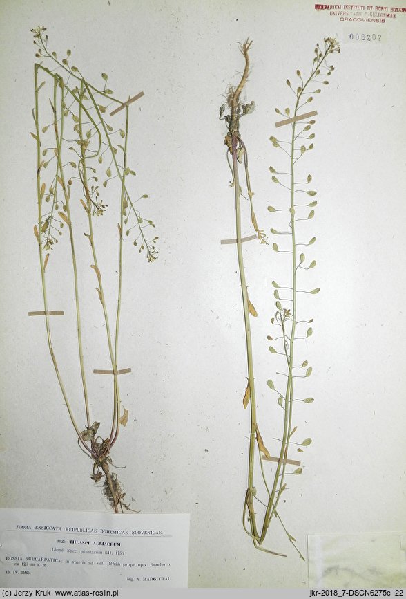 Thlaspi alliaceum (tobołki czosnkowe)