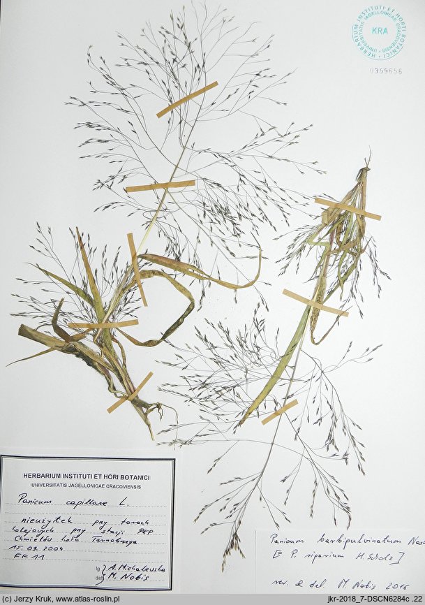 Panicum barbipulvinatum (proso nadrzeczne)