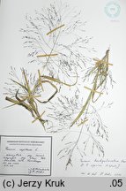 Panicum barbipulvinatum (proso nadrzeczne)