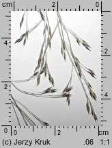 Panicum barbipulvinatum (proso nadrzeczne)