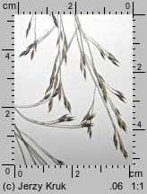 Panicum barbipulvinatum (proso nadrzeczne)