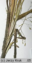 Panicum barbipulvinatum (proso nadrzeczne)