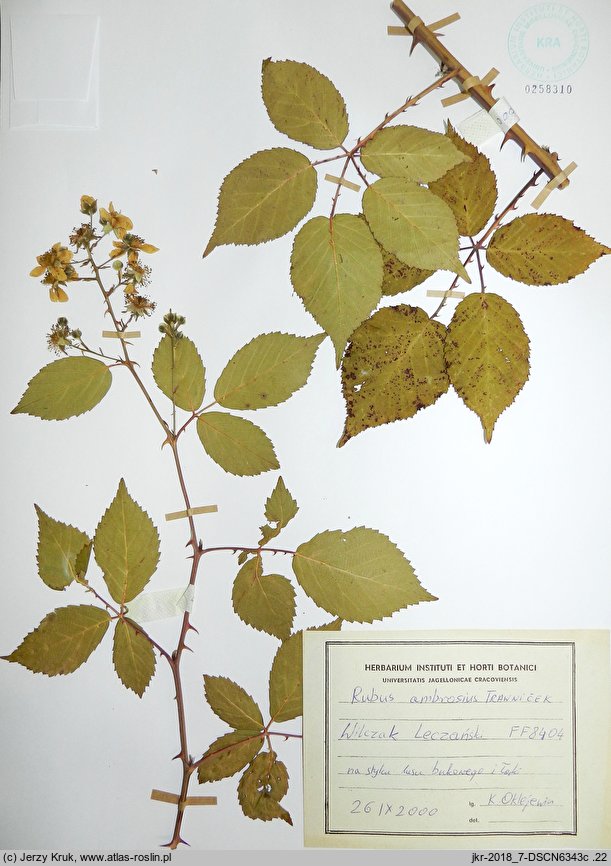 Rubus ambrosius (jeżyna wzniesiona)