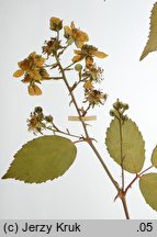 Rubus ambrosius (jeżyna wzniesiona)