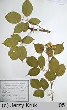 Rubus ambrosius (jeżyna wzniesiona)