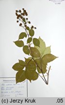 Rubus ambrosius (jeżyna wzniesiona)