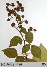 Rubus ambrosius (jeżyna wzniesiona)
