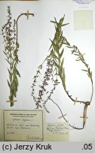 Lythrum virgatum (krwawnica rózgowata)