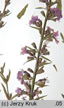 Lythrum virgatum (krwawnica rózgowata)