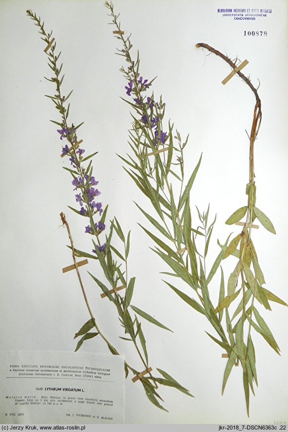 Lythrum virgatum (krwawnica rózgowata)