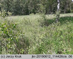 Salix starkeana (wierzba śniada)