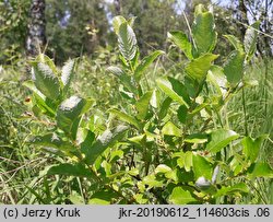 Salix starkeana (wierzba śniada)