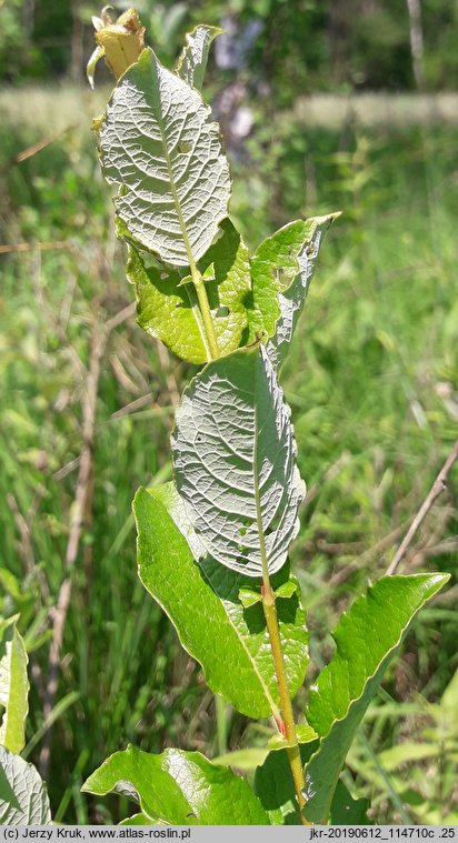 Salix starkeana (wierzba śniada)