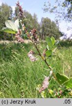 Salix starkeana (wierzba śniada)