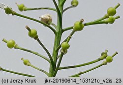 Rorippa austriaca (rzepicha austriacka)