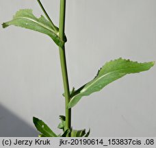 Rorippa austriaca (rzepicha austriacka)