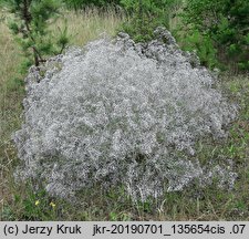 Gypsophila paniculata (łyszczec wiechowaty)