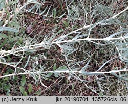 Gypsophila paniculata (łyszczec wiechowaty)