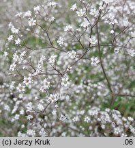 Gypsophila paniculata (łyszczec wiechowaty)