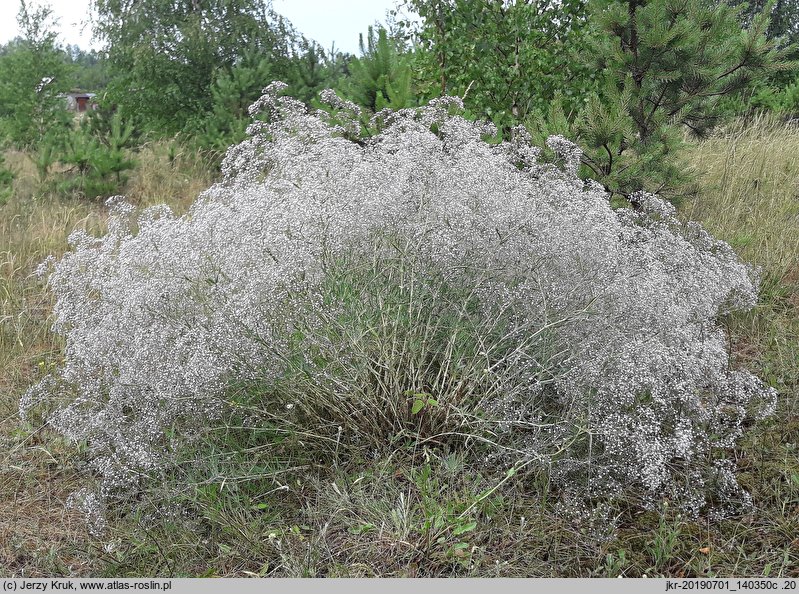 Gypsophila paniculata (łyszczec wiechowaty)