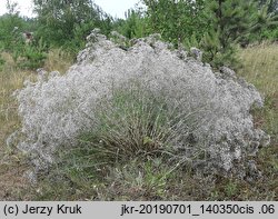 Gypsophila paniculata (łyszczec wiechowaty)