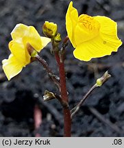 Utricularia australis (pływacz zachodni)