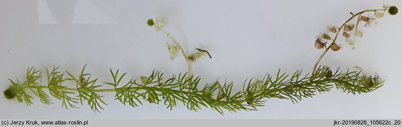 Utricularia intermedia (pływacz średni)