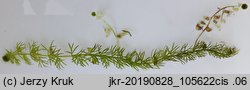 Utricularia intermedia (pływacz średni)