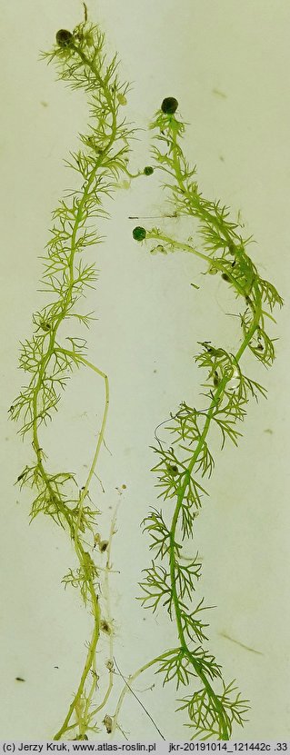 Utricularia ochroleuca (pływacz krótkoostrogowy)