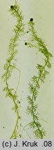 Utricularia ochroleuca (pÅ‚ywacz krÃ³tkoostrogowy)