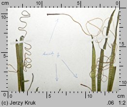 Vallisneria spiralis (nurzaniec śrubowy)