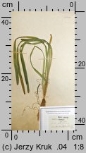 Vallisneria spiralis (nurzaniec śrubowy)