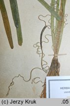 Vallisneria spiralis (nurzaniec śrubowy)