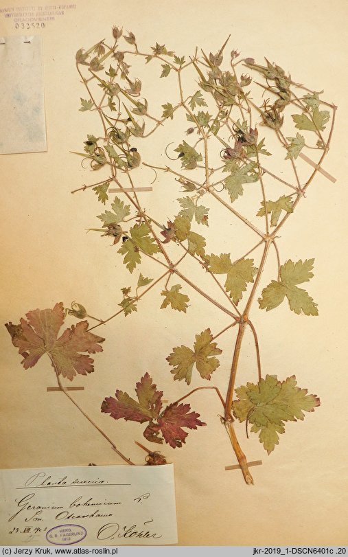 Geranium bohemicum (bodziszek czeski)