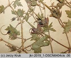 Geranium bohemicum (bodziszek czeski)