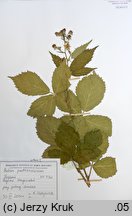 Rubus parthenocissus (jeżyna winobluszczowa)