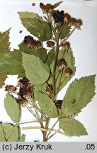 Rubus parthenocissus (jeżyna winobluszczowa)